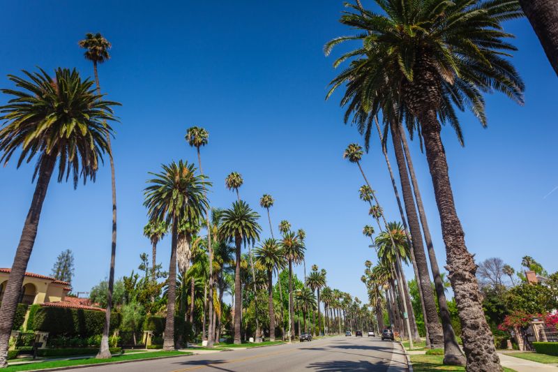 typical palms along the street in beverly hills