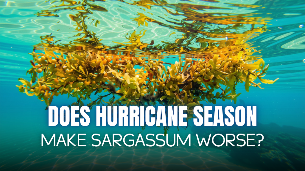 Sargassum During Hurricane Season