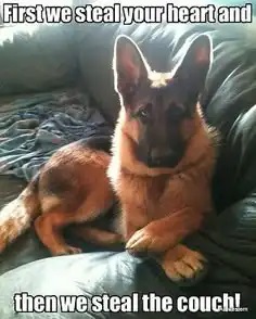 First-we-steal-your-heart