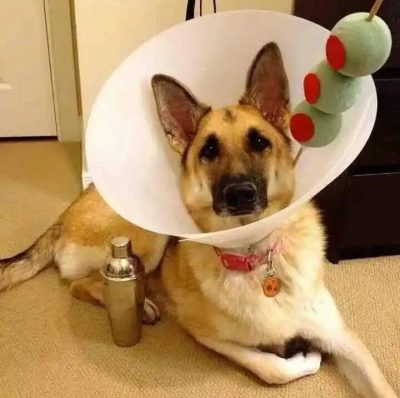 Martini-dog