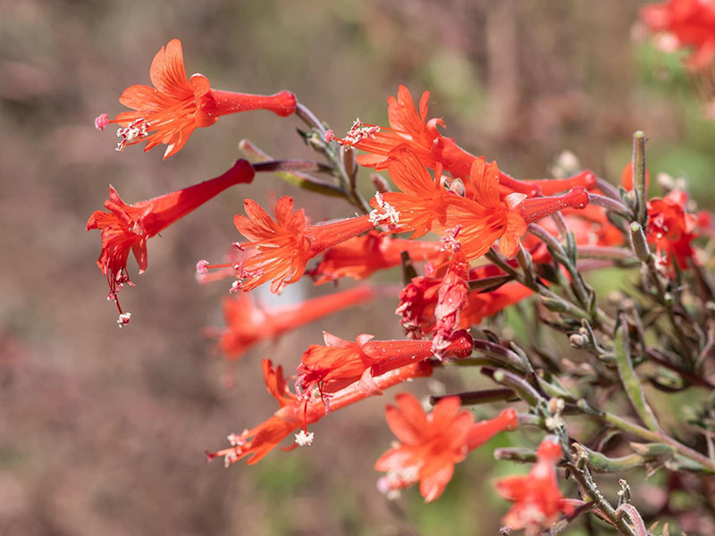 Drought Got You Down? These San Diego Plants Need Very Little Water