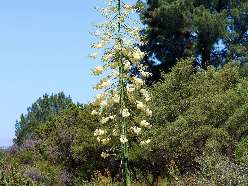 Drought Got You Down? These San Diego Plants Need Very Little Water