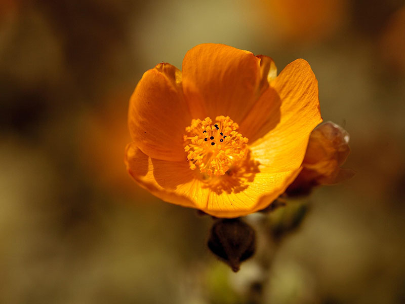 Drought Got You Down? These San Diego Plants Need Very Little Water