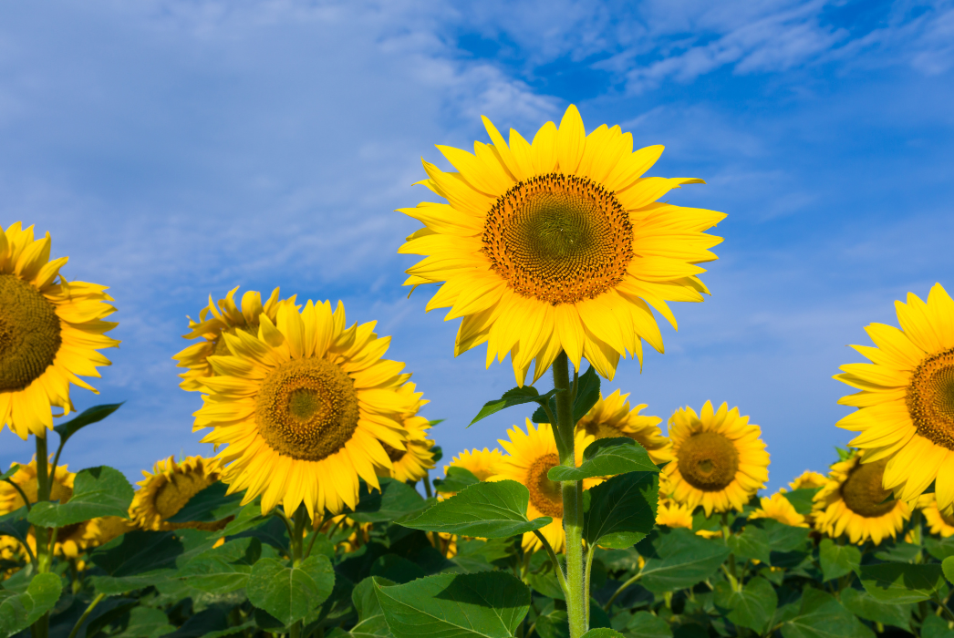 Featured Communites - Anoka County, MN