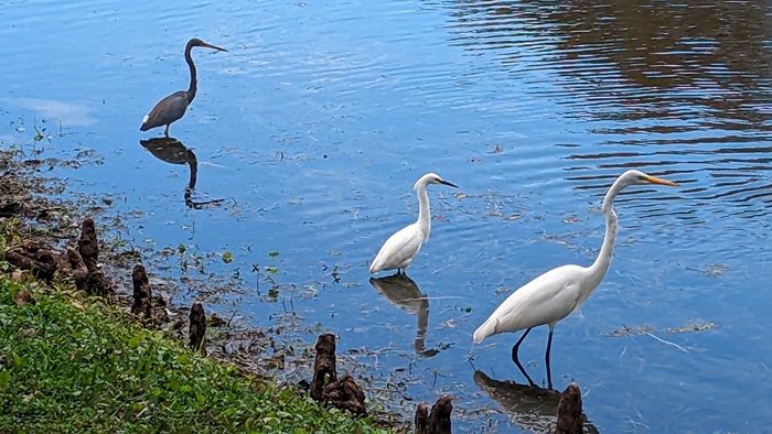 Egrets and Heron Reduced for Dream Big post
