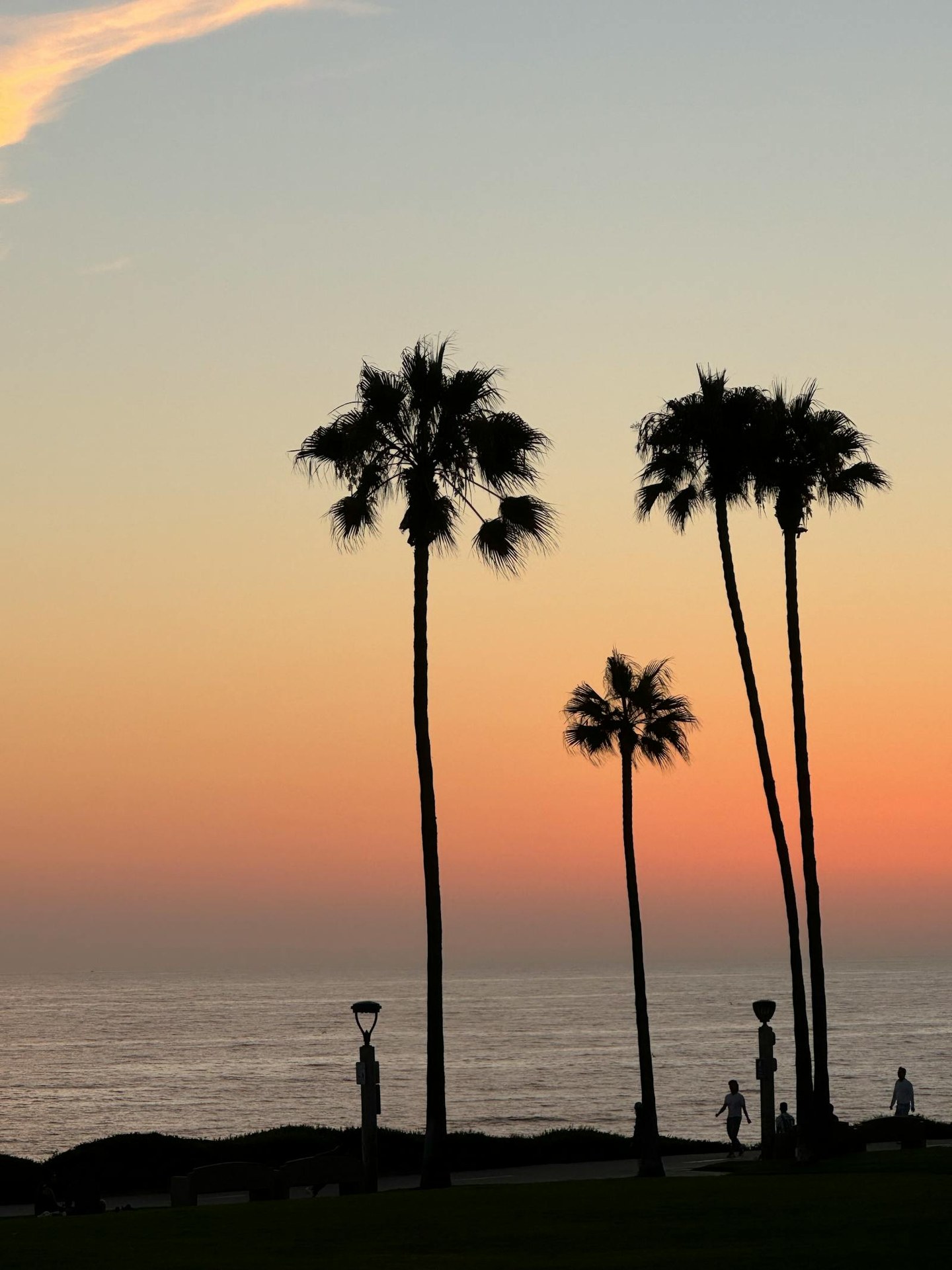 Palm trees silhouetted against a Southern California sunset