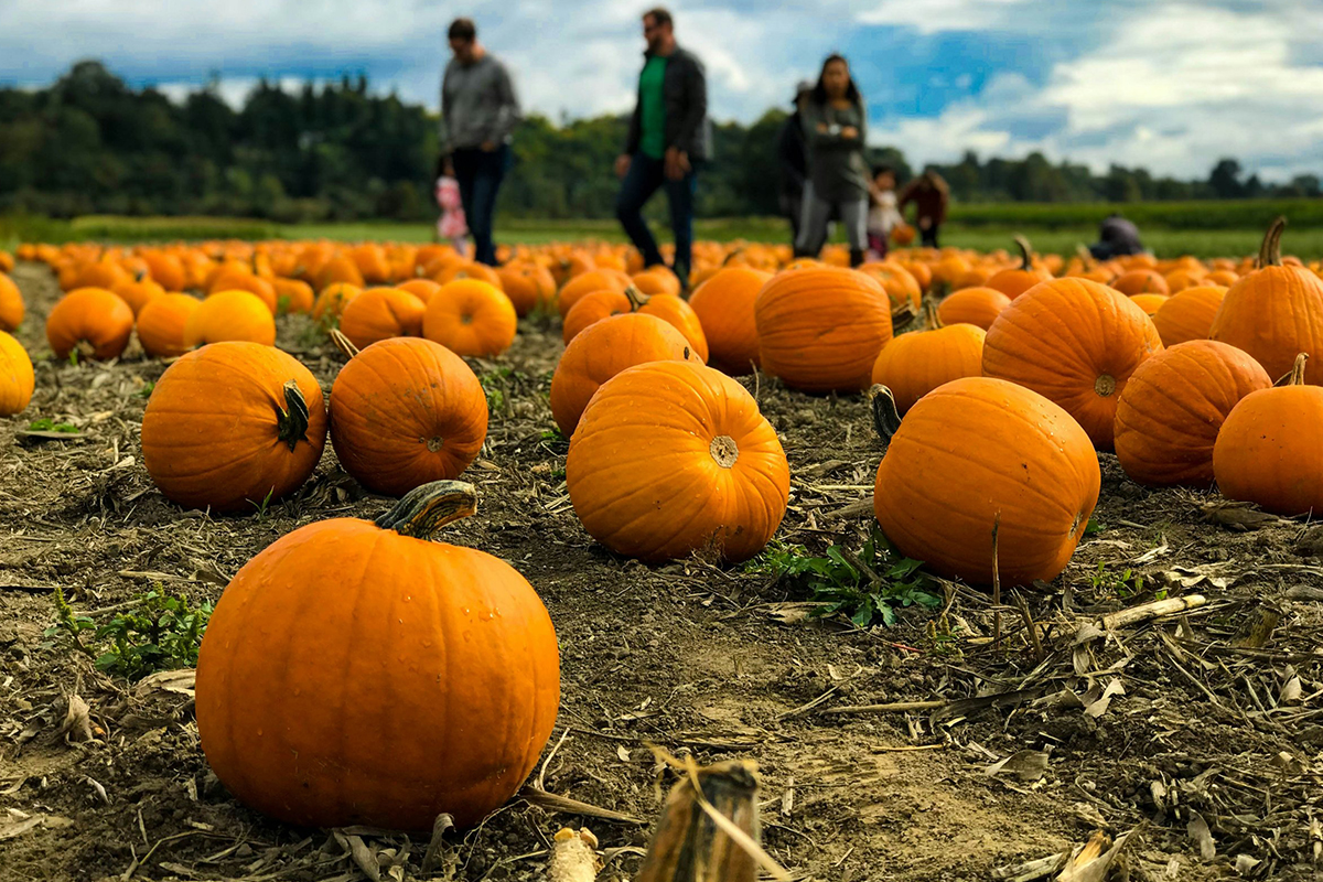 Top 5 Pumpkin Patches Near Union, NJ for Fall Family Fun
