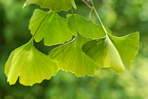 shutterstock_13176355