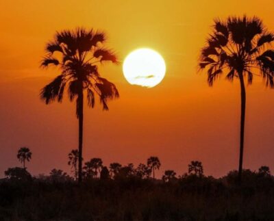 palmtreessunset