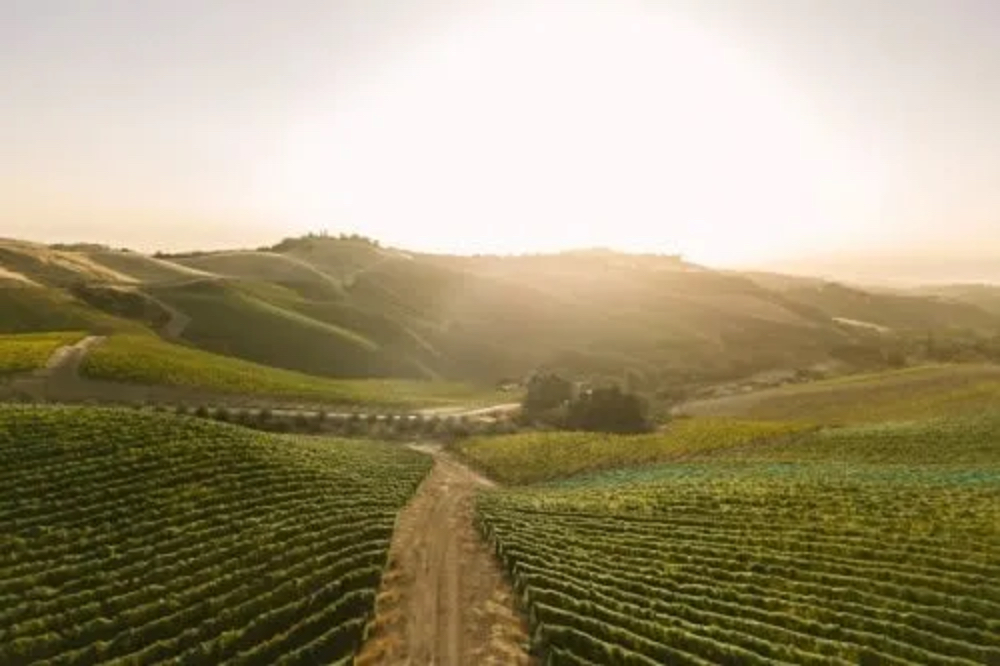 DAOU Vineyards