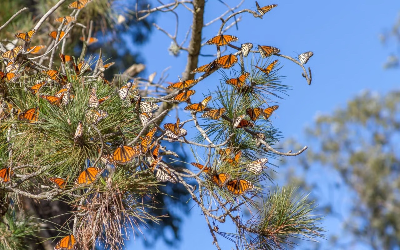 Monarch Butterfly Grove