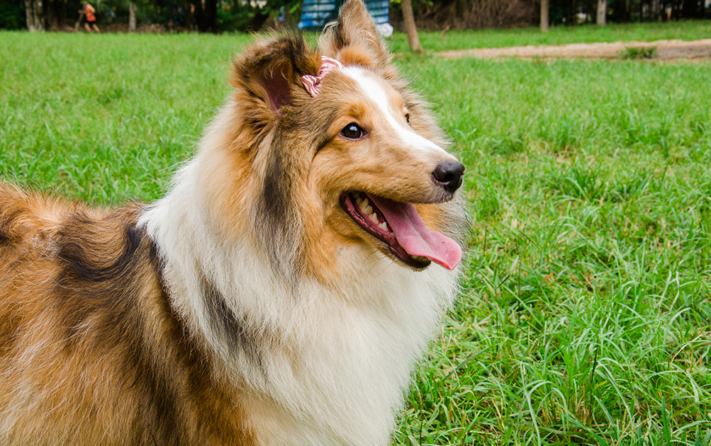 Spot Pet Insurance