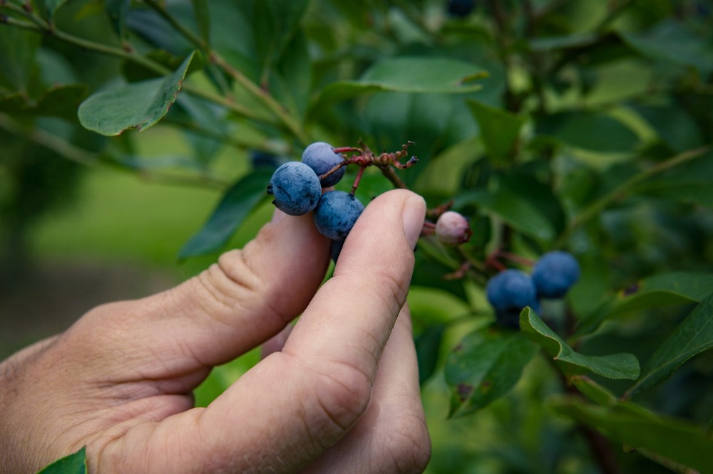 blueberry fruit picking