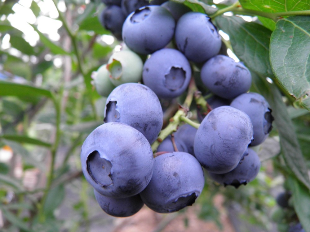 blueberry close up