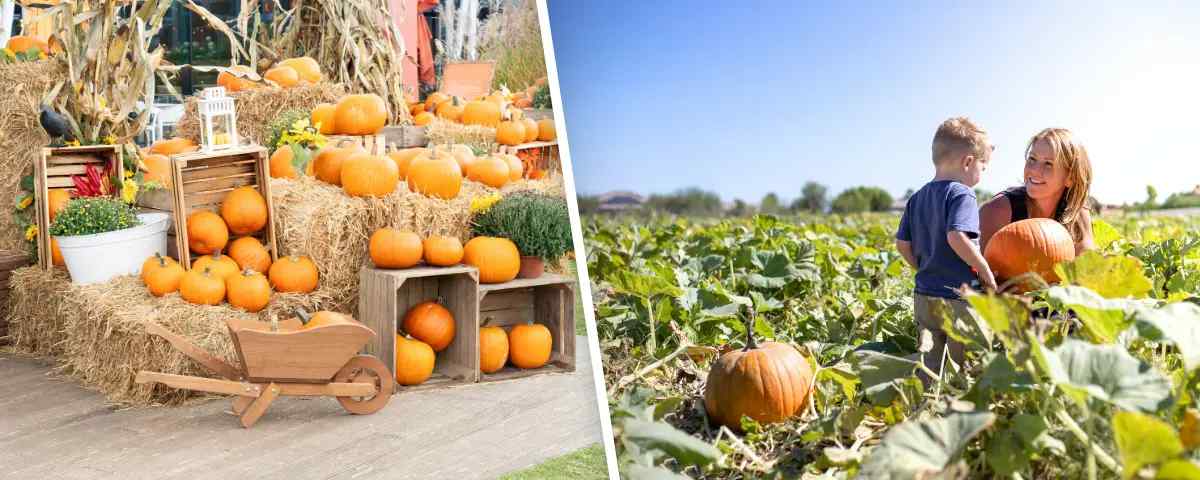 pumpkin-patches-in-austin