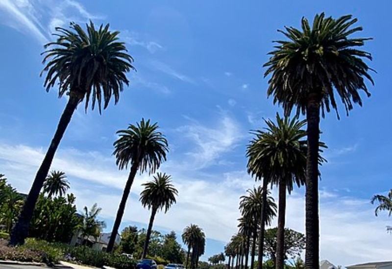 Palms Mar Vista
