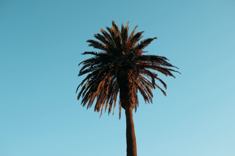Tarzana