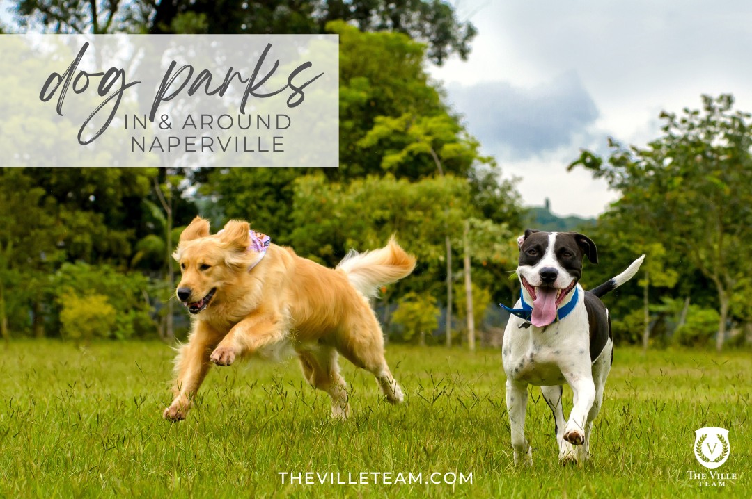 dog parks | dogs running | dog owners | dog parks in naperville