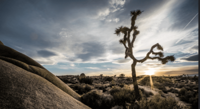 Guide to Joshua Tree National Park 1