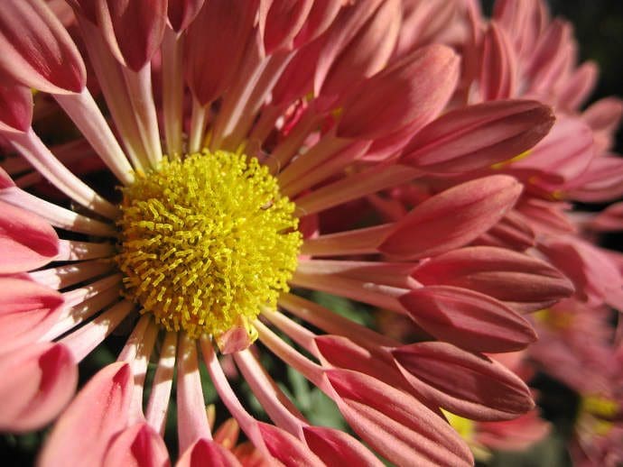 Guide to Joshua Tree National Park 2