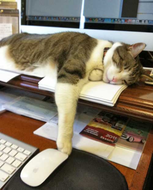 You Can Benefit From Power Naps (Cat Naps) 1