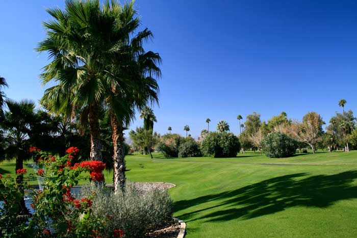 Indian Palms