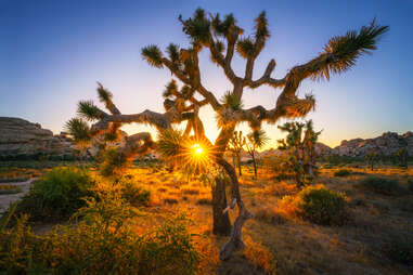 joshua tree img