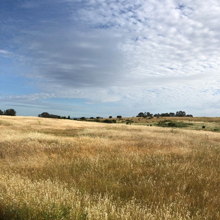 hay field