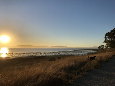 Dog ina a grassfield under sunset