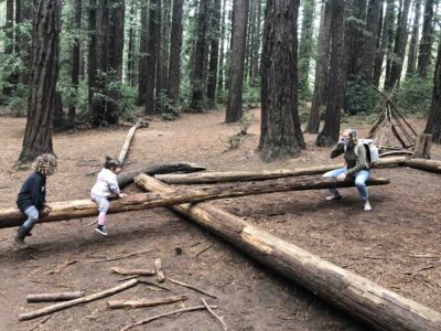 redwoods