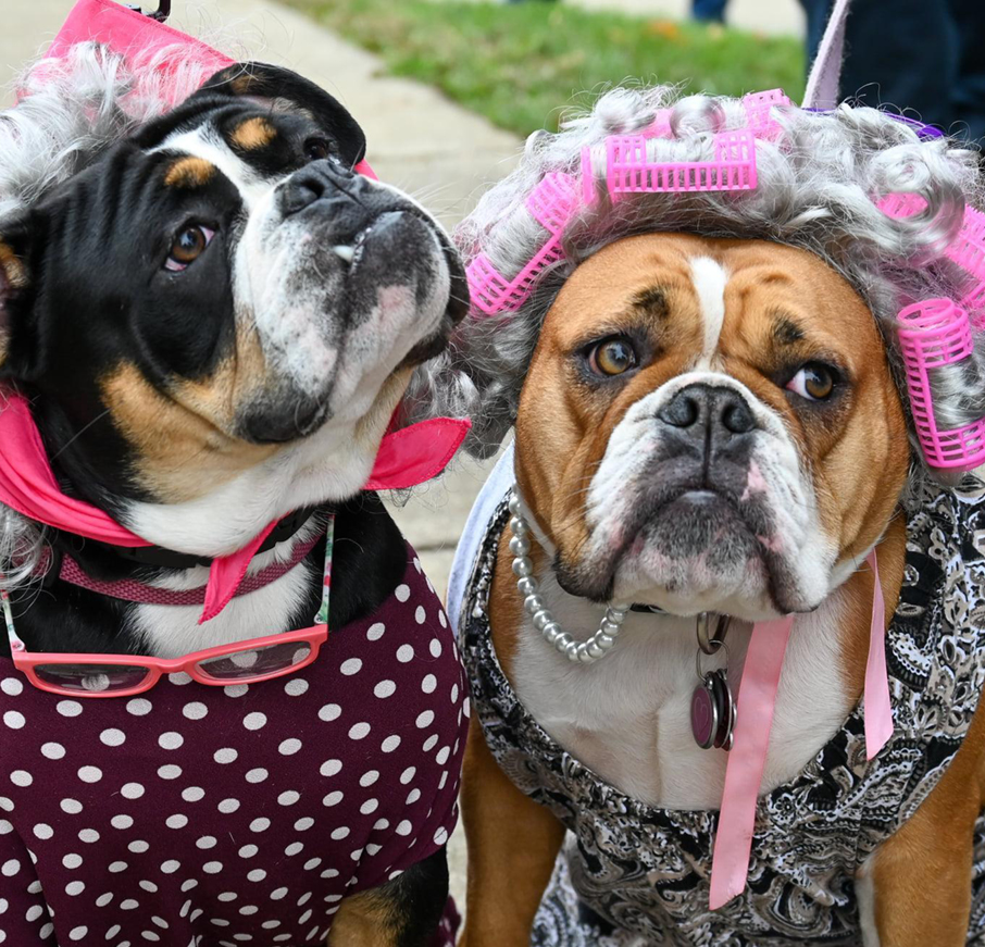 holloween pet parade