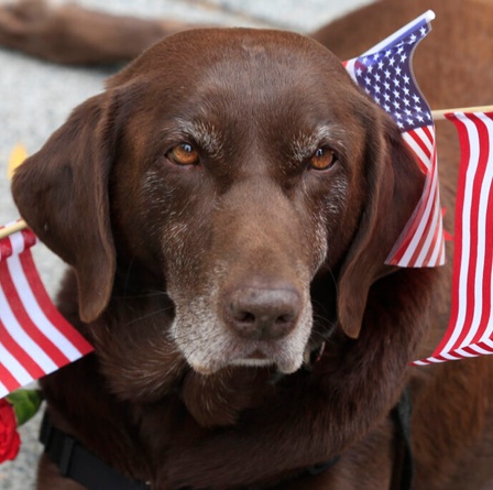 brown-dog