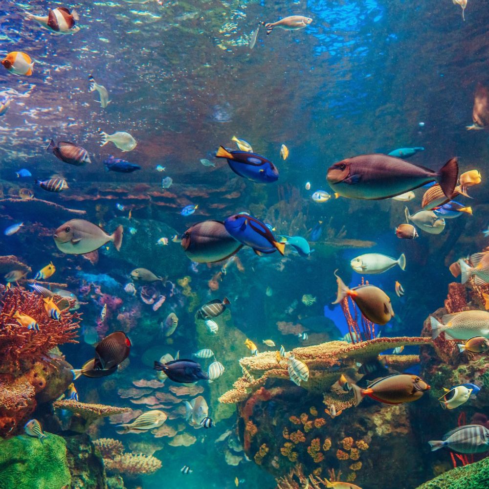 colorful fishes