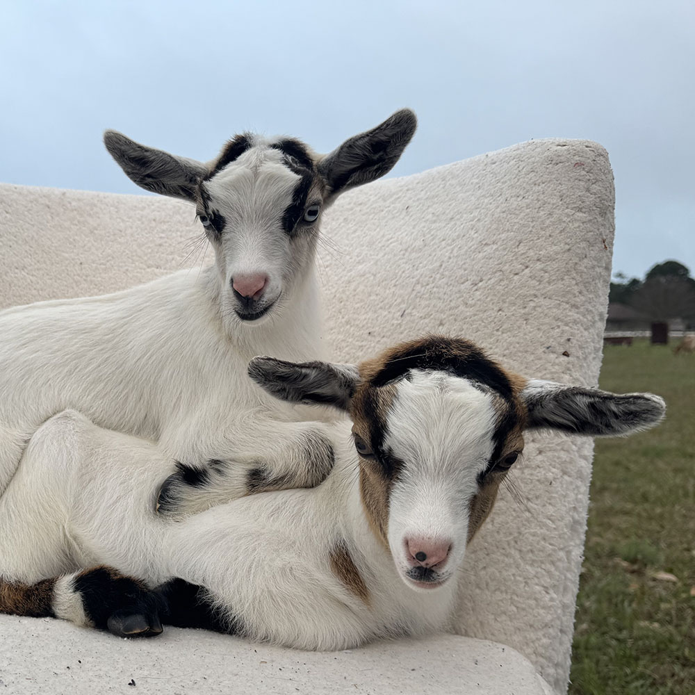 Qualify and Processor