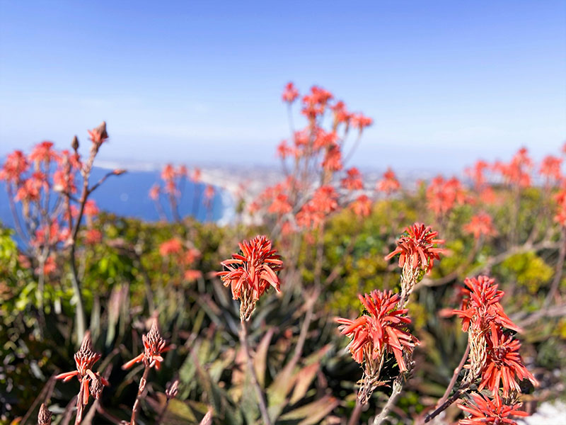 Palos Verdes