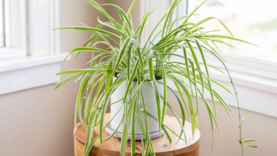 Low Maintenance - Spider Plants