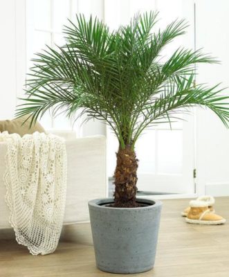 Low Maintenance House Plant - Dward Date Palm