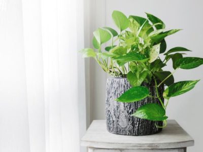 Low maintenance hosue plant - Pothos (Devils Ivy)