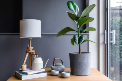 Low Maintenance Rubber House Plant