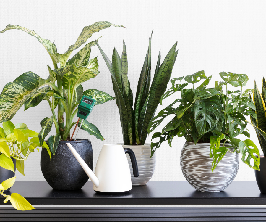 lush plants