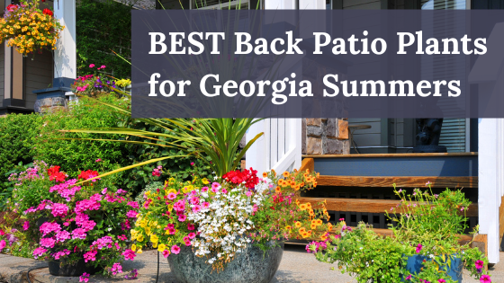 Best Back Patio Plants for Georgia Summers