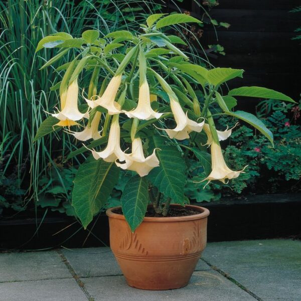 Best Back Patio Plants for Georgia Summers