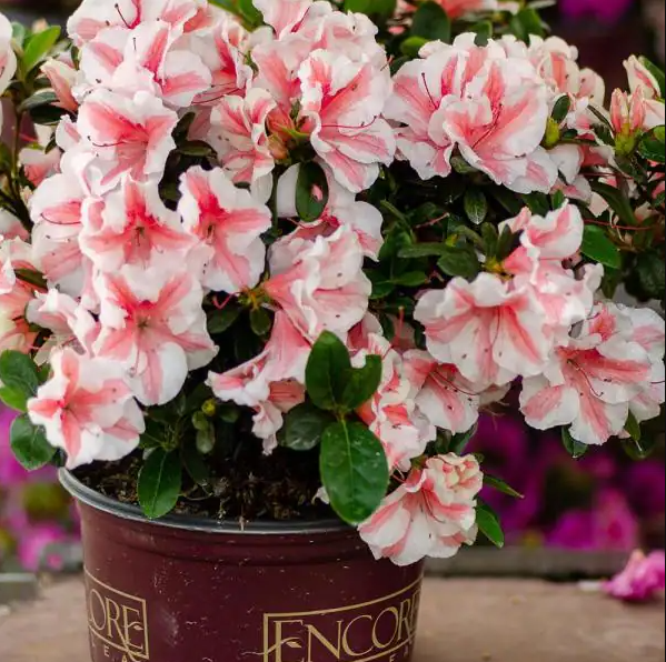 Best Back Patio Plants for Georgia Summers