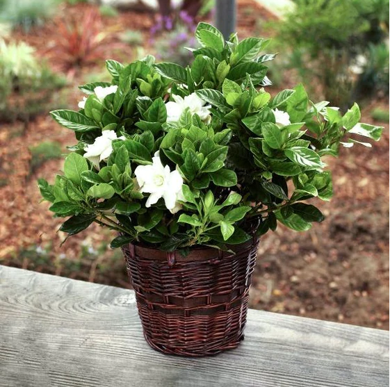 Best Back Patio Plants for Georgia Summers