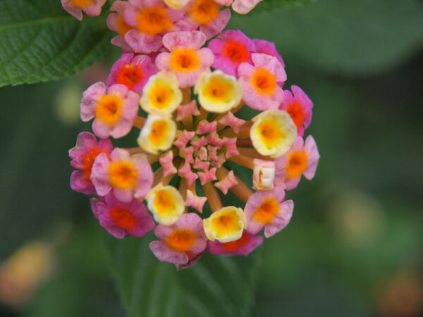 Best Back Patio Plants for Georgia Summers