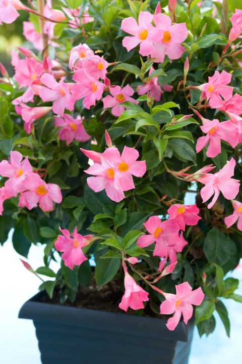 Best Back Patio Plants for Georgia Summers