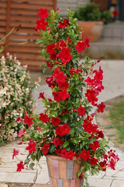 Best Back Patio Plants for Georgia Summers