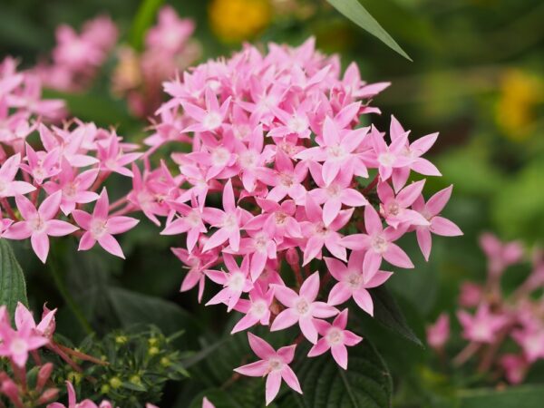 Best Back Patio Plants for Georgia Summers