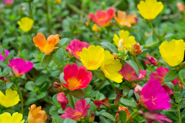 Best Back Patio Plants for Georgia Summers