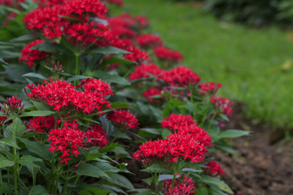 Best Back Patio Plants for Georgia Summers